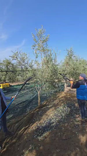 Video 1 trigger image