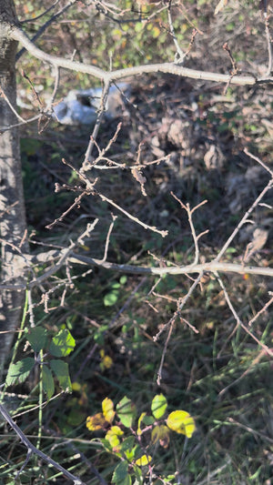 Video 3 trigger image